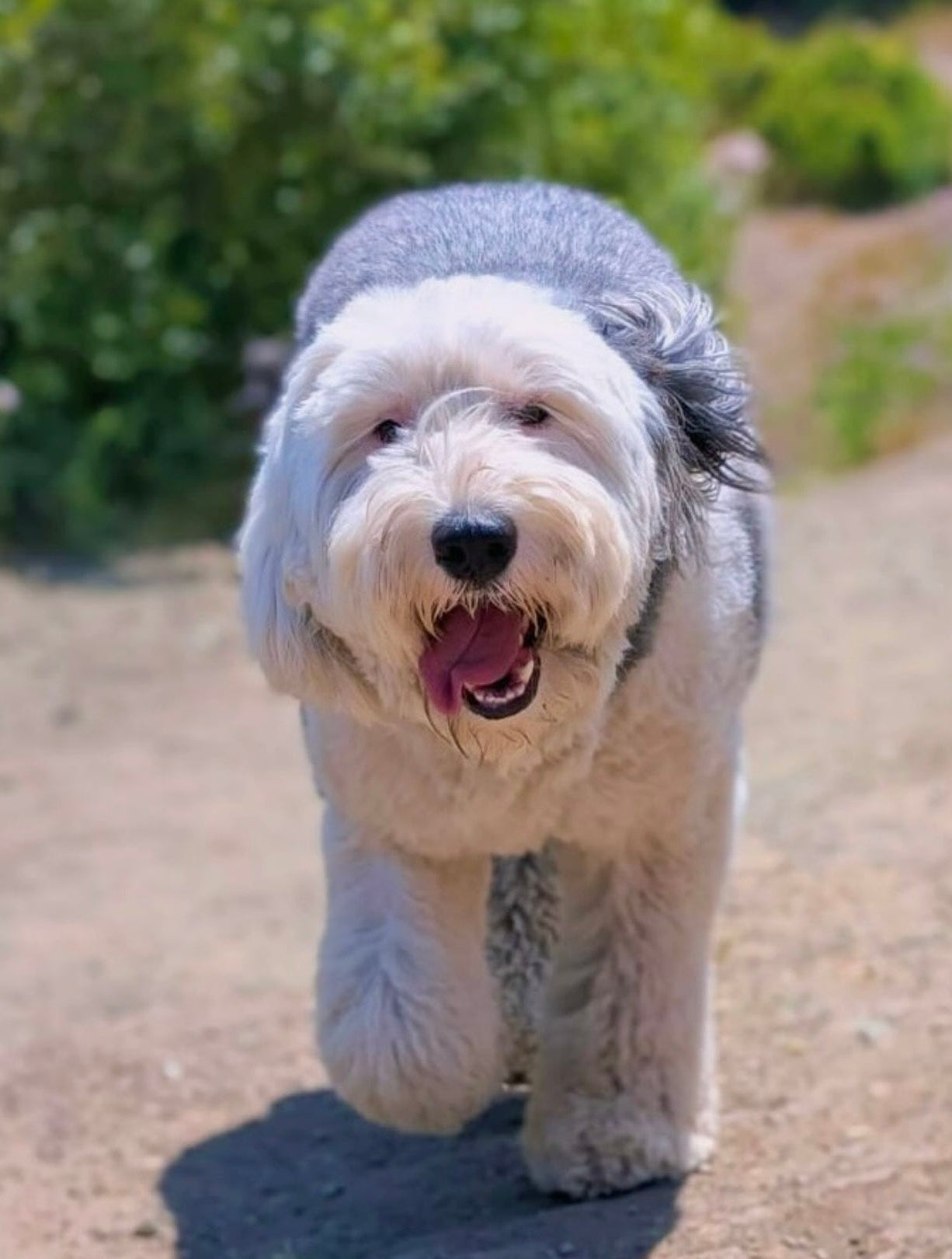 Dog with a fluffy coat walking outdoors on a dirt path with greenery in the background